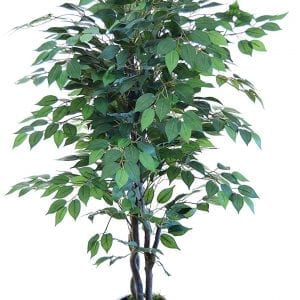 Plante artificielle pour cabinet dentaire - Ficus