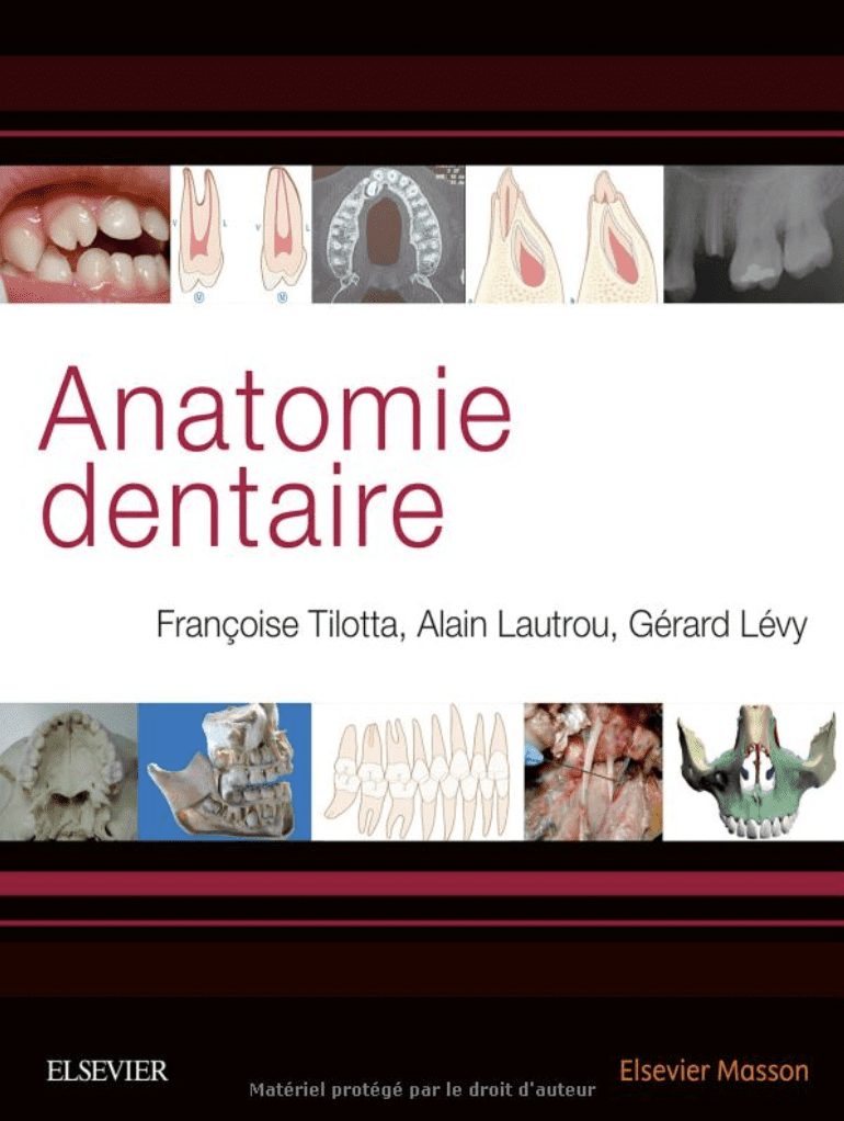 Anatomie dentaire